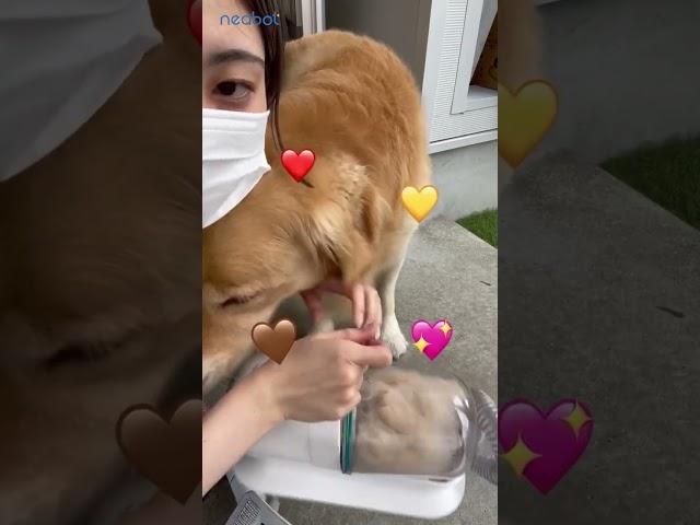 Best vacuum for pet hair 2022 Neabot pet grooming kits