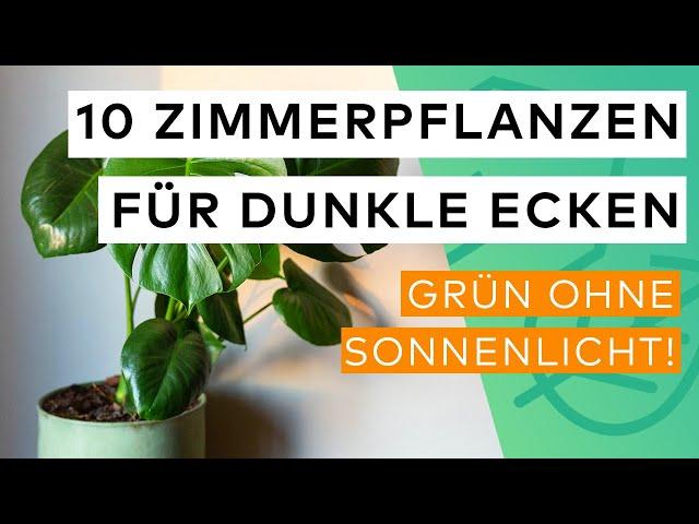 Top 10 Zimmerpflanzen für dunkle Räume, die die Luft reinigen 