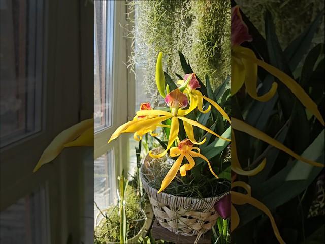 Кучерявая Энциклия Кохлеата #орхидеи #orchid #оранжерея # shorts #flowers #encyclia