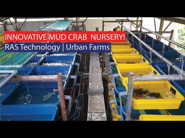 Innovative Urban Mud Crab Farming Nursery with RAS Technology