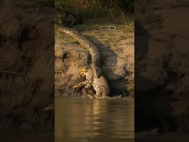 Anaconda Fangs Cats Spine! National Geo! Animal Panet! Park Zoo! #Snake #lion #tiger #attack #fight