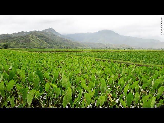 Indigenous Agriculture | INSIGHTS ON PBS HAWAIʻI