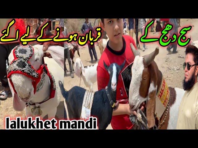 Lalukhet Bakra mandi latest update| 25-May-2025 Qurbani collection