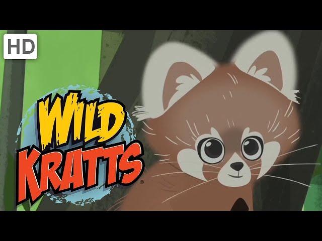 Wild Kratts - Discover Pandas and More Bears!