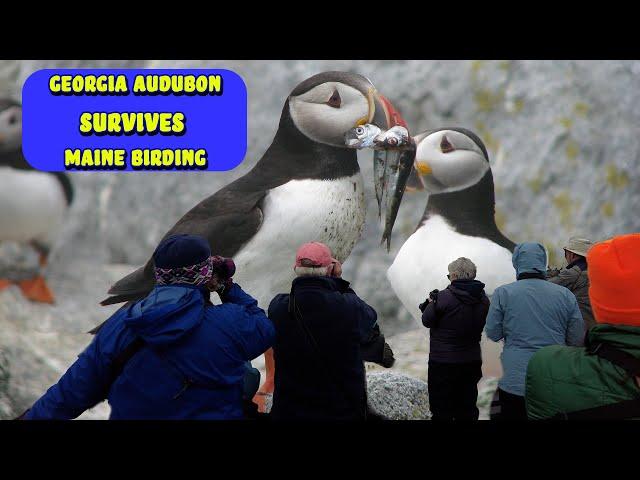 Georgia Audubon SURVIVES Maine Birding Tour