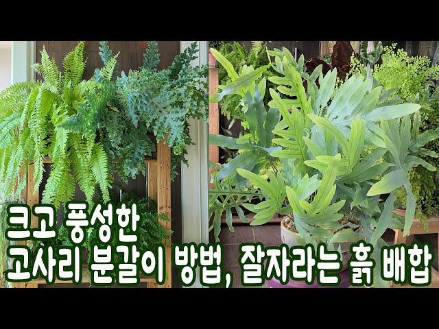 블루스타펀 고사리 분갈이 해요! 잘 자라는 고사리 흙 배합, 영양제 주는 시기,화분은 작고 잎은 풍성한 고사리 키우기