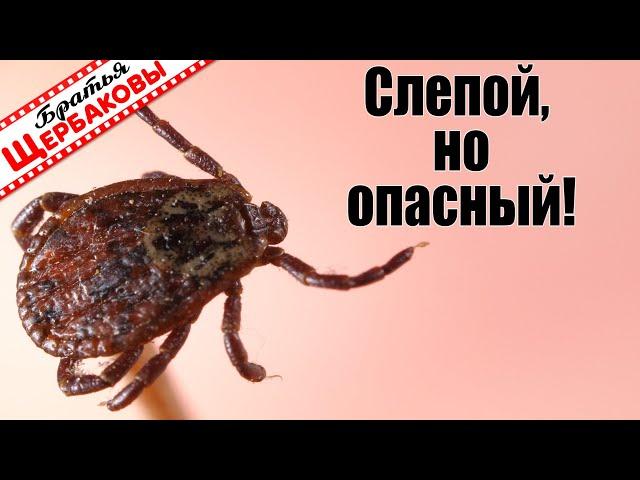 Как КЛЕЩ НАПАДАЕТ на человека? МАКРОСЬЕМКА кровопийц. Глазом так не рассмотришь!