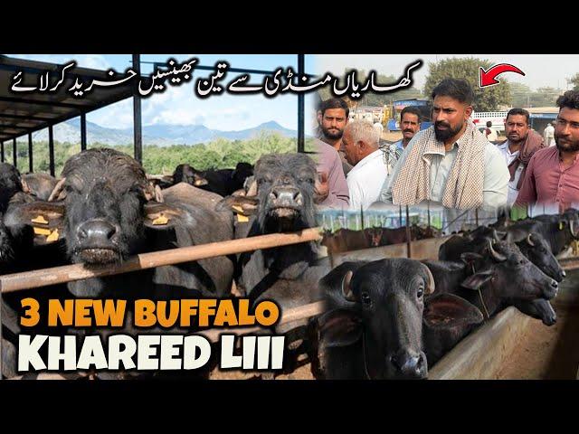 3 NEW BUFFALO KHAREED LII waqar bhinder ️️