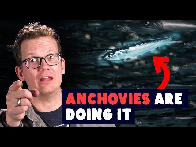 Anchovies Stir The Ocean By...Doing It