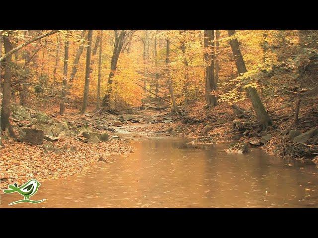 Playlist Of Relaxing Harp Music With Beautiful Nature