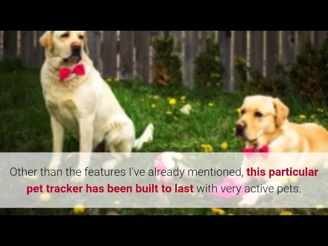 Tagg Pet Tracker Review - Tagg Pet Tracker Pros, Cons & Where To Buy