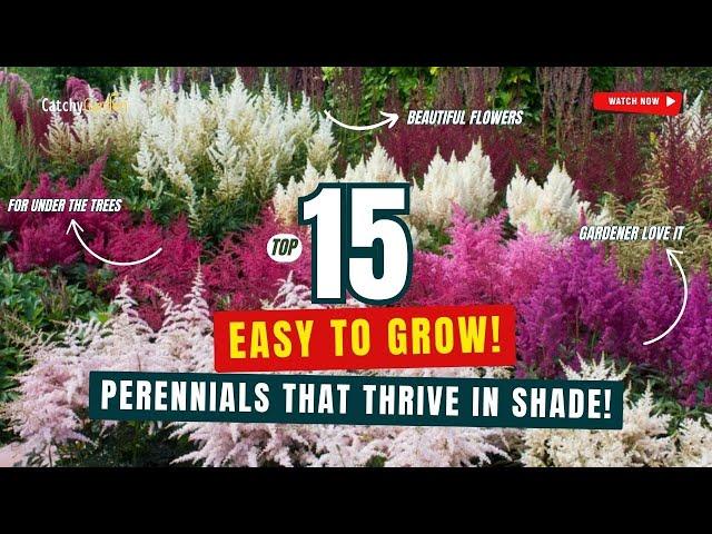 EASY TO GROW! TOP 15 PERENNIALS THAT THRIVE IN SHADE!  // Gardening Ideas