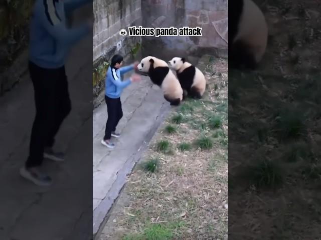  Panda Meme | Vicious panda attack #animals #shorts #funnyvideo #panda #attack #meme #funny