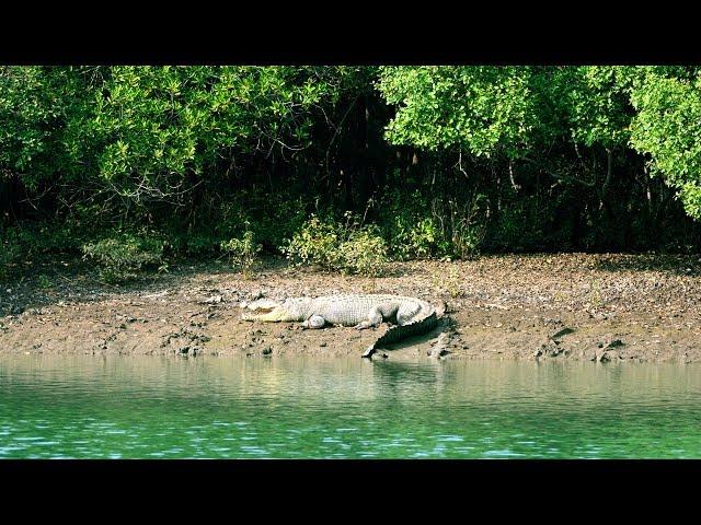 BHITARKANIKA Wildlife Sanctuary