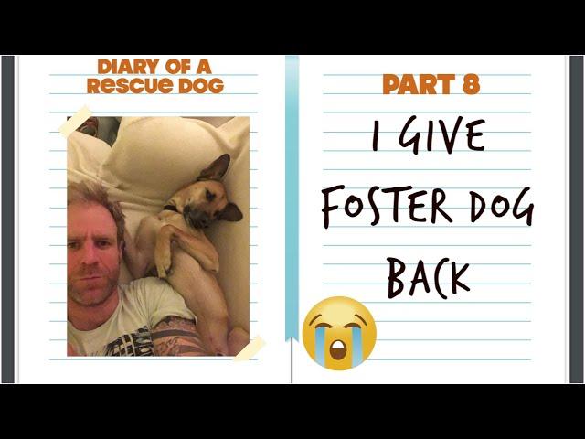 I give foster dog back to the owner  - Diary of a Rescue dog pt 8