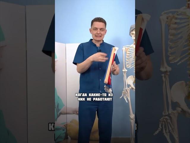 Почему может болеть голень?
