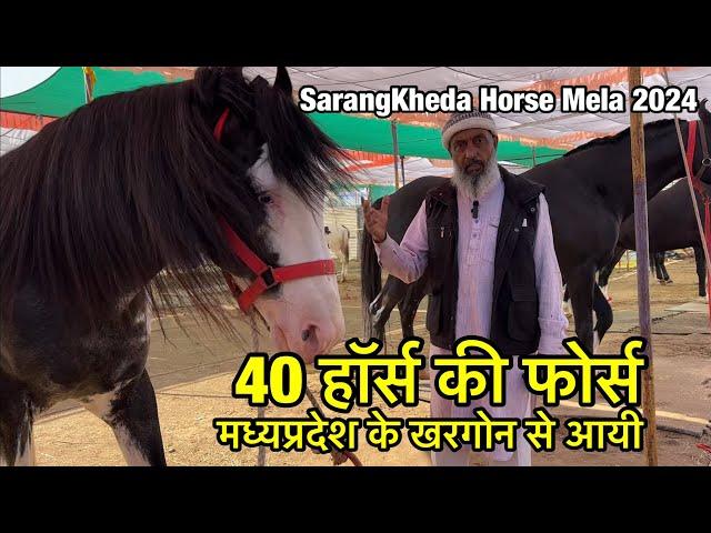 40 हॉर्स की फ़ोर्स एक ही जगह देश के टॉप लाइन वाले स्टेलियन घोड़ियाँ | sarangkheda horse market 2024