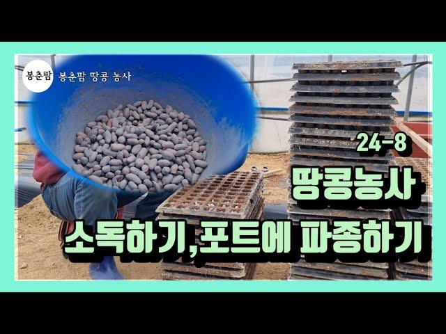 봉춘팜 땅콩농사 | 땅콩 소독하는 방법, 트레이에 모종 만드는 방법
