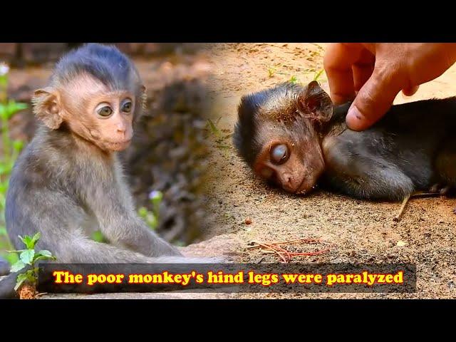 The poor baby monkey crawled with difficulty with his disabled hind legs and kept screaming in pain