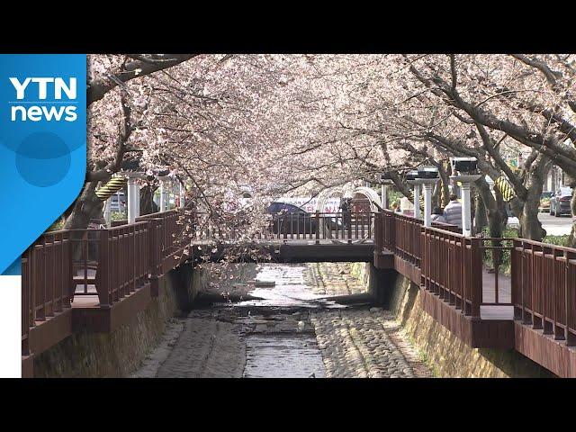 진해 벚꽃 이번 주 활짝 필 전망...군항제는 취소 / YTN