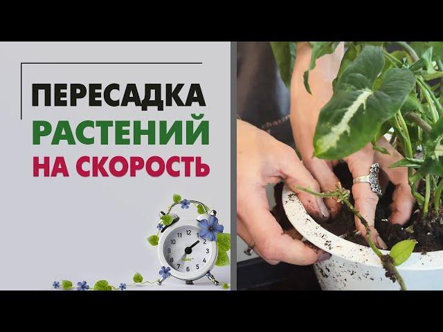 Пересадка на скорость. Как пересадить 9 растений меньше, чем за час.