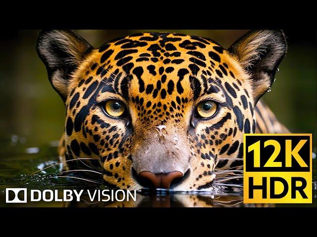 Dolby Vision  Wildlife 12K HDR 120fps in 2024 (EXTREME COLORS)