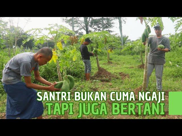 Pertanian Pesantren Solusi Ketahanan Pangan Umat?