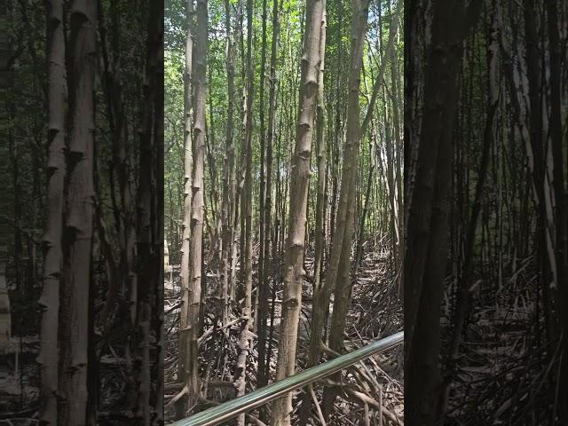 Hidden Mangrove Oasis in Old Town Phuket  | Tranquil 47-Second Escape #Shorts