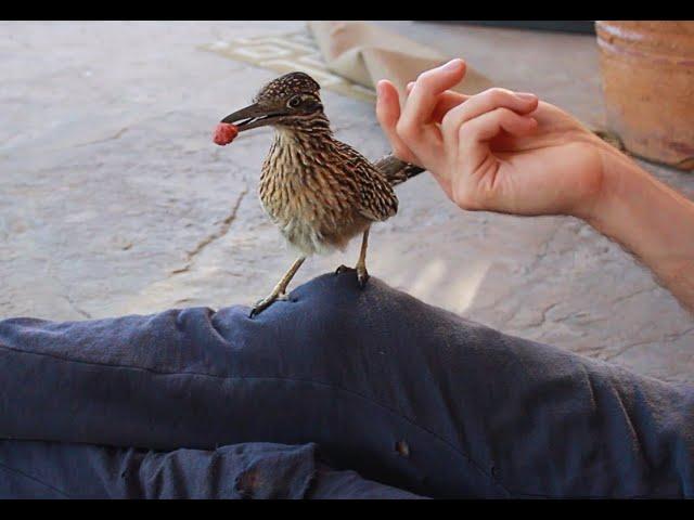 Friendly Roadrunner