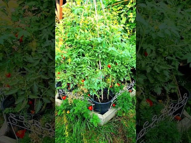 后院 #小菜园 绿树丛中点点红 西红柿 #田园生活 #harvesting #kitchengarden #gardendiy #vegetablegarden Red in Greens