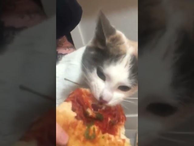 Kitty Goes Berserk for Pizza