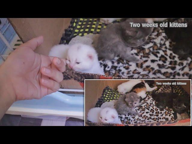 2 weeks old kittens | Cute Little Adorable Kittens