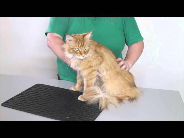 Animal welfare and health: How to health check a cat 2