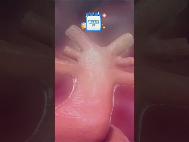 Development of Heart 🫀 | DocTalk |
