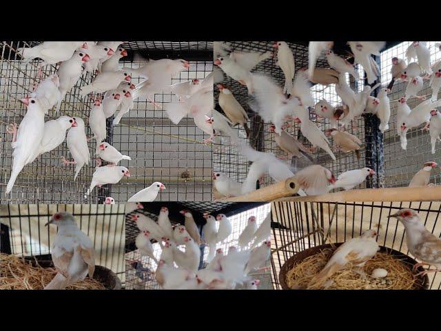 Ready To Breed Birds Fawn Java Albino Red eyes Opal Finches Pide Dove ||B4BIRDS