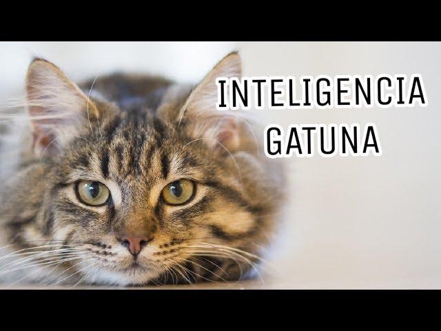 La Inteligencia de los Gatos