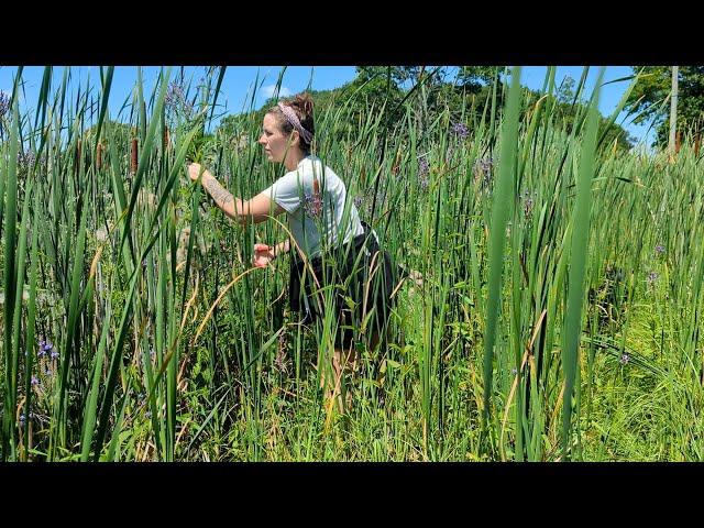 Foraging blue vervain, marsh meadows & high summer medicine