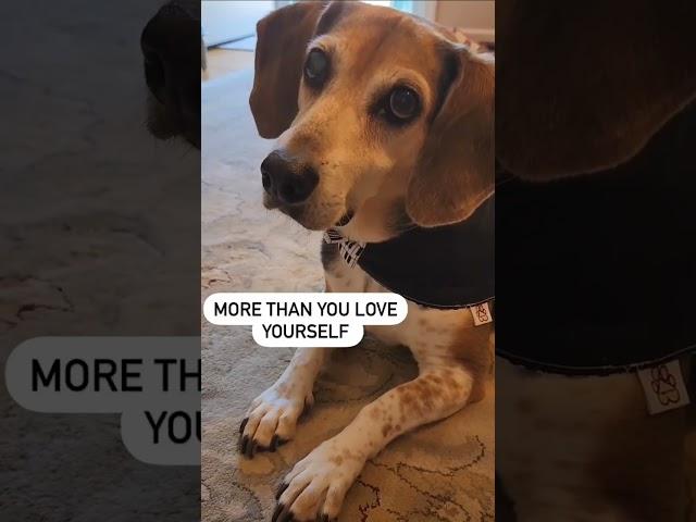 I love you!! AROOO!!#mustlovedogs #beagle #buddymercury #adogslove #doglover #shorts