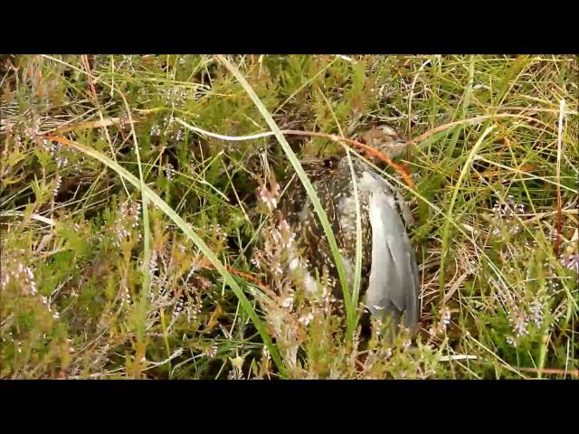 Mar Lodge Estate :: Bird Strike (29JUL17)