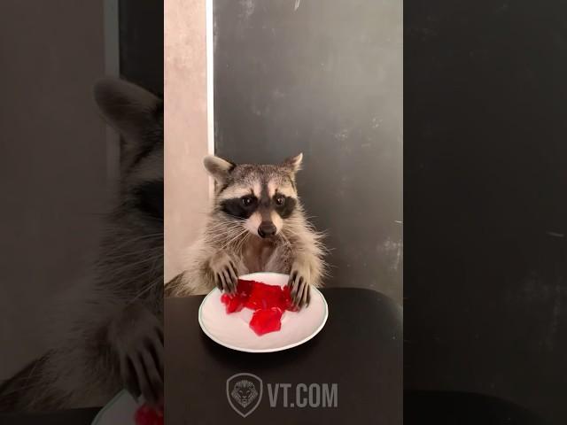 Raccoon Eats Jell-O in the Funniest Way Ever 