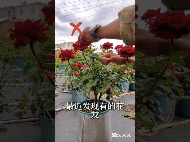 How  to prune roses properly after flowering #rosegarden #smartfarming #gardeningtips