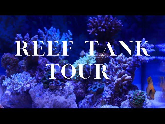 LED Reef tank #lps #sps #fish