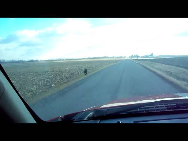 Dog Sure Likes to Run