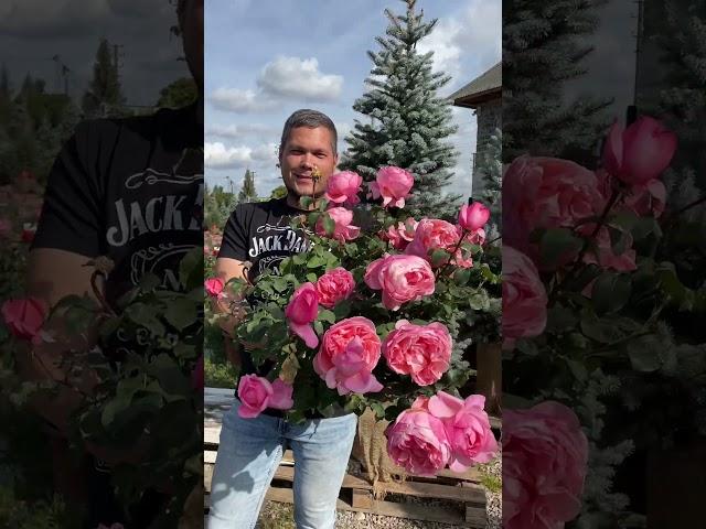 Потрясающий сорт - роза чайно-гибридная `Mademoiselle Meilland`®