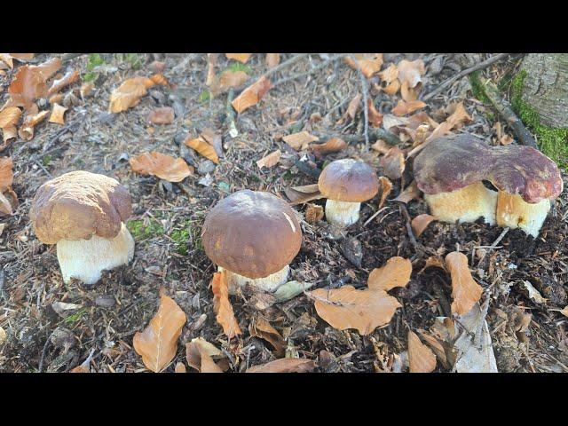 FUNGHI PORCINI 2024 | La bellezza di ottobre. Ricchezza