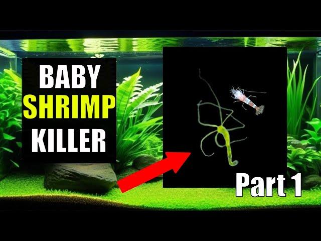 5 Day 3 Course Part 1 : How To Get Rid of Hydra In A Shrimp Tank With No Planaria