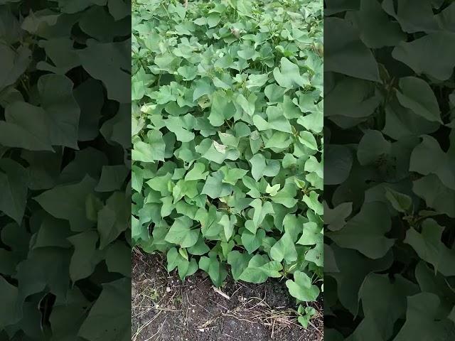 Sweet potato #plants #love the #sun #camote #kamote #garden #gardening #green #vegetables #short