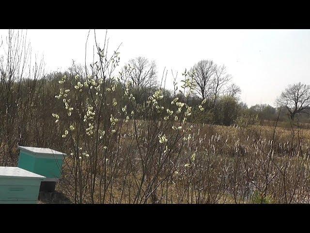 Северо-Запад залило  нектаром с ивы