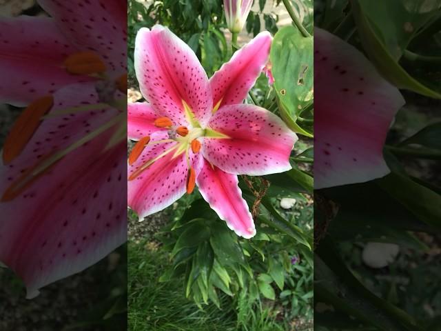 What’s blooming in July pt2 #flower #flowers #flowergarden #garden #gardeninglovers #gardenideas