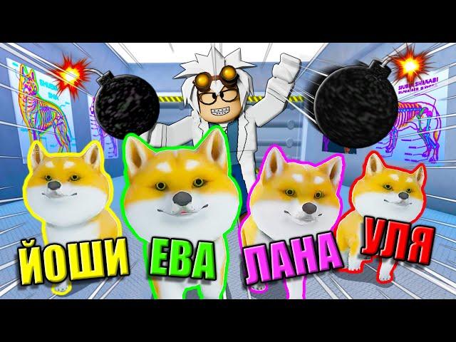 СТАЛИ ПЁСЕЛЯМИ, НО НА НАС СТАВЯТ ОПЫТЫ! Roblox Doge Story